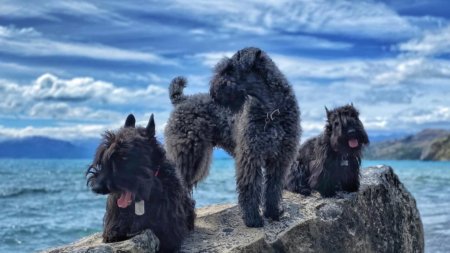 kerry blue terrier rescue