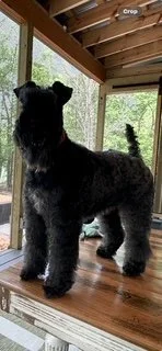 Beauty Queen Izzy is searching for her home