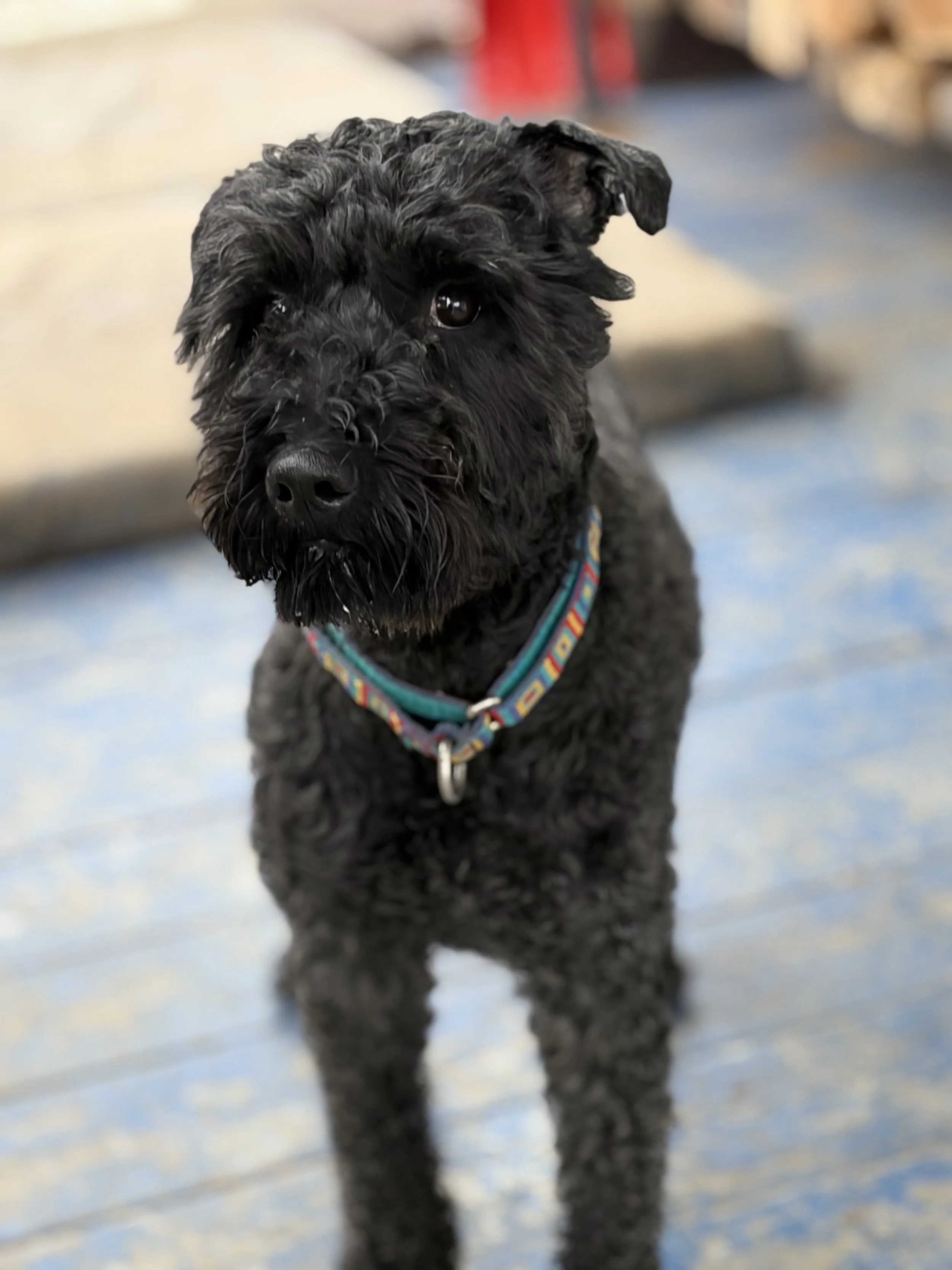 Young Sweetie Looking for His Pack!
