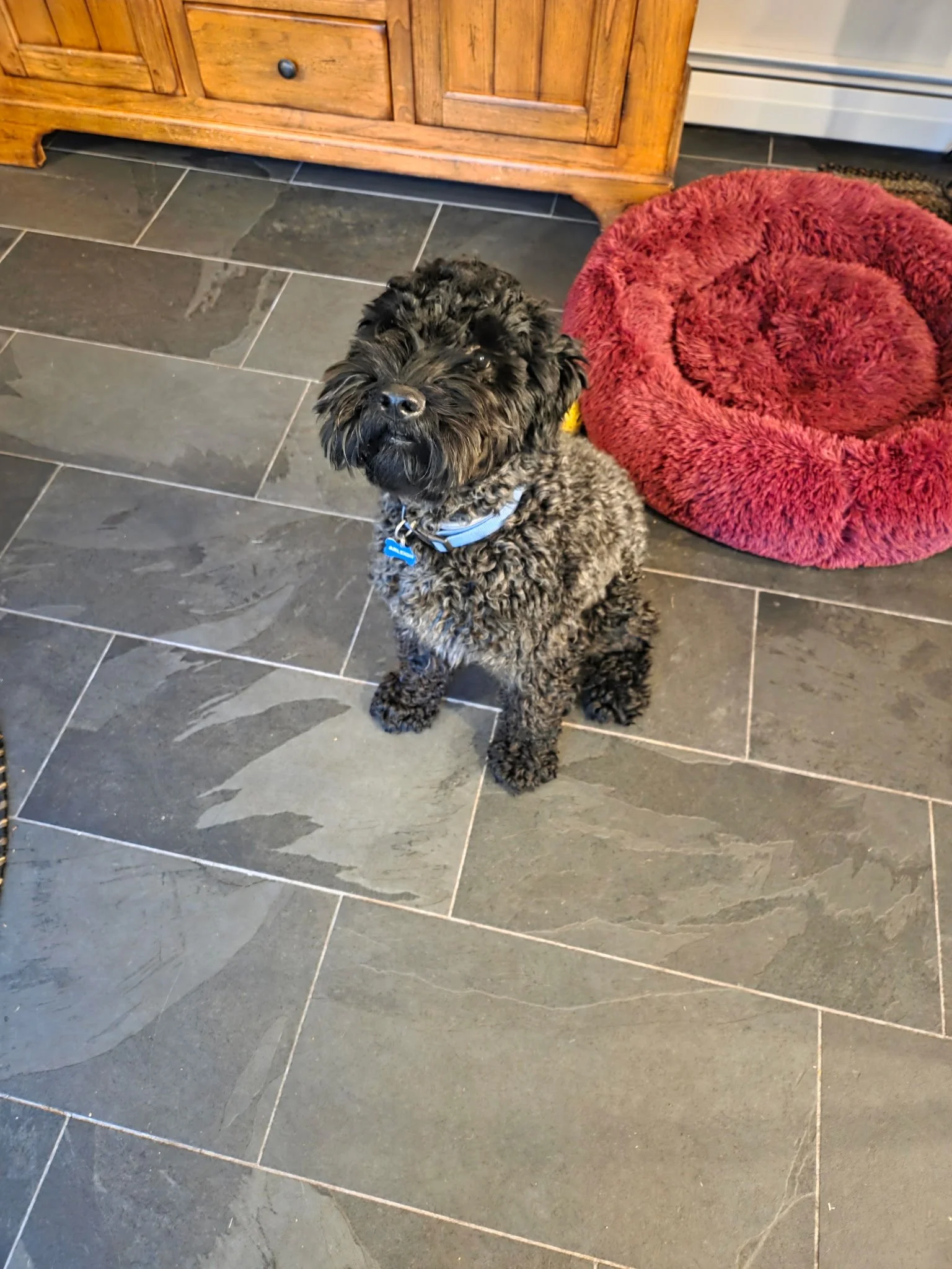 Sibling Rivalry - beloved boy available