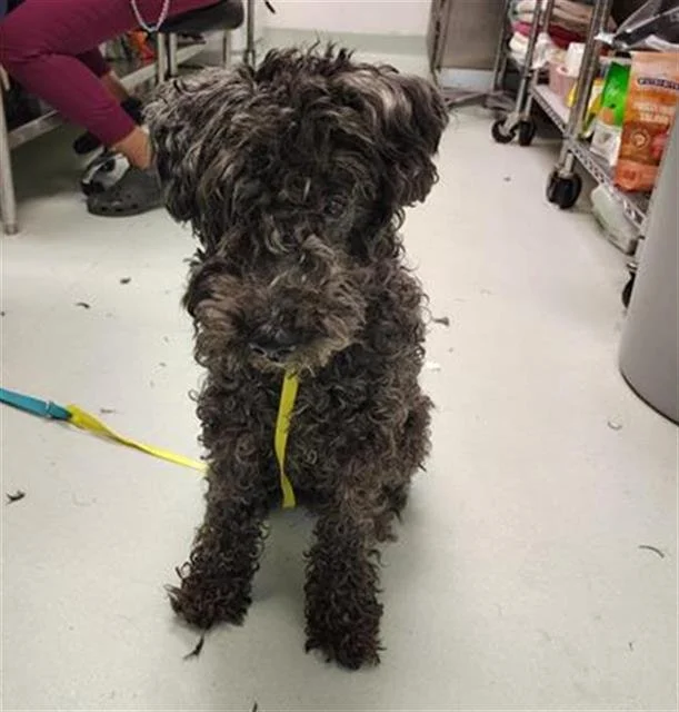 A Lucky Unlucky Dog Named Curly