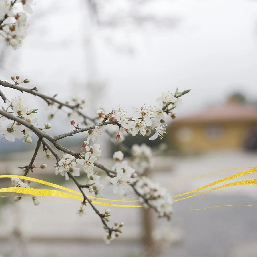 Five-Day Taste of the Mastery Retreat