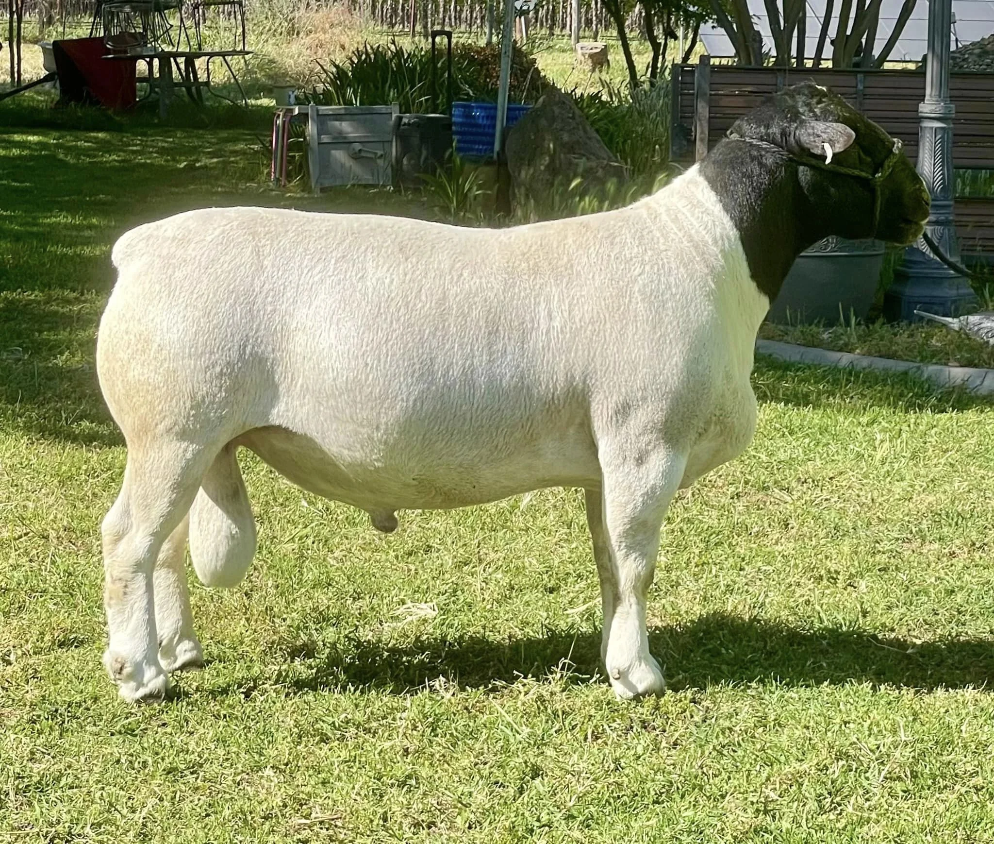 Sheep for Sale — DK DORPERS