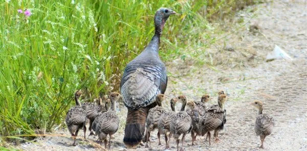 MIFW Invites You to Monitor Maine's Wild Turkey Population