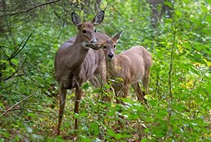 MIFW Invites You to Join the Deer Spy Project