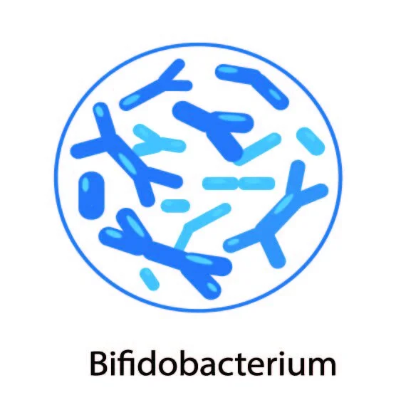 Bifidobacterium.jpg