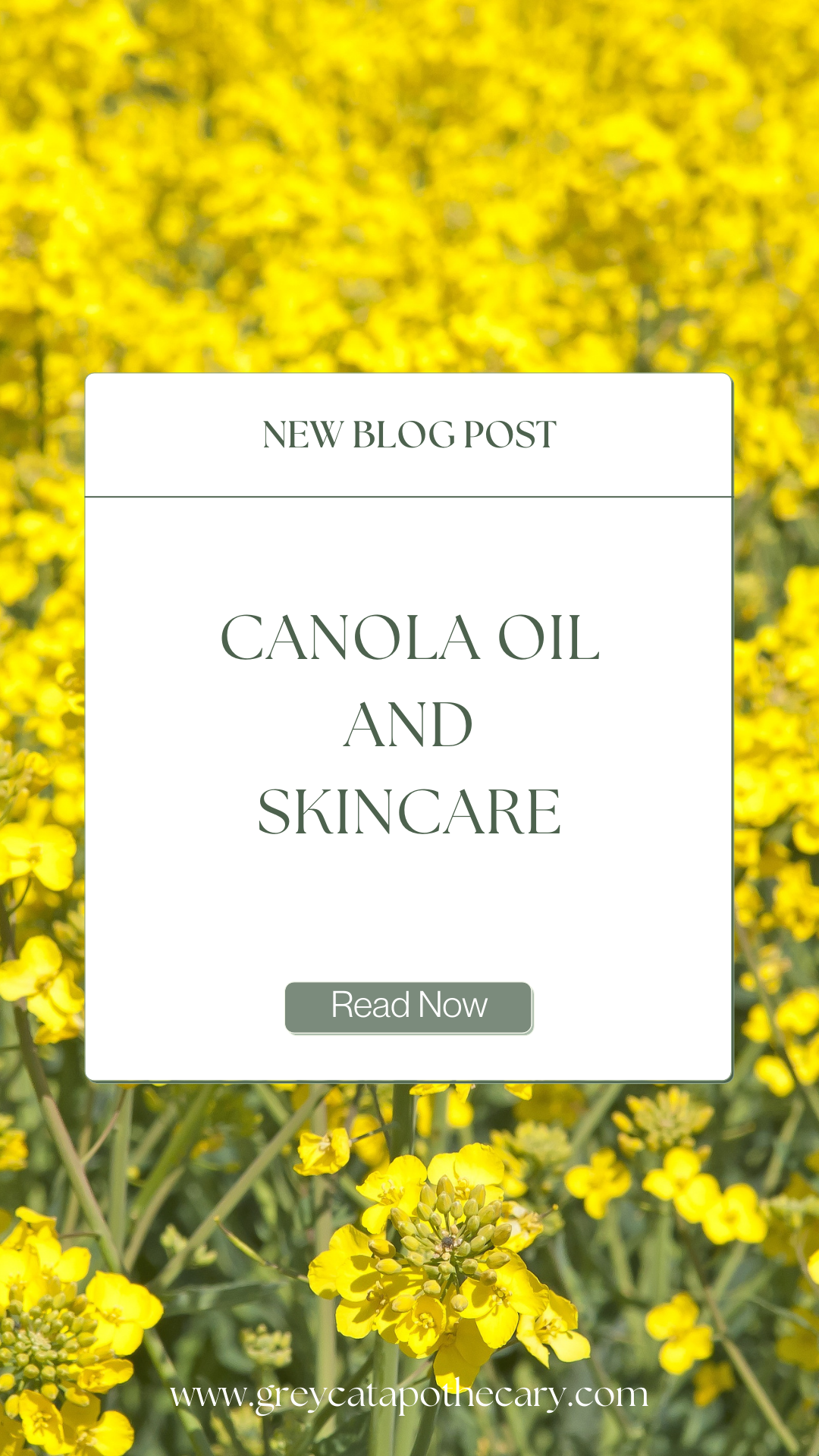 Canola Oil Blog Grey Cat Apothecary