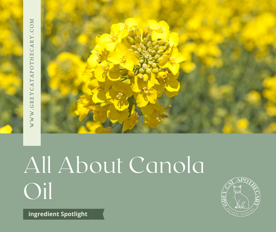 Organic Canola Oil from Quebec — Grey Cat Apothecary Natural Skincare