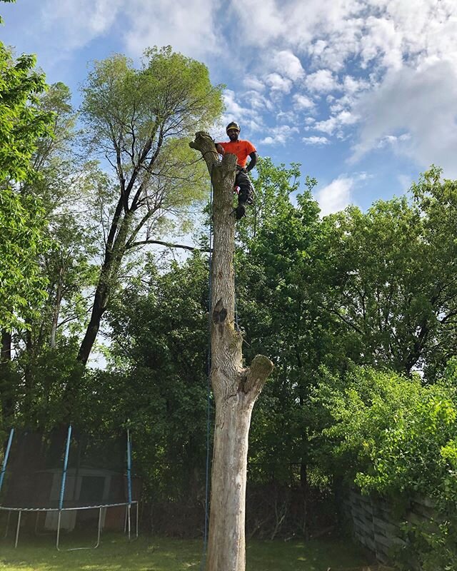 Another hazardous tree down 🌳💪🏼❤️ #arboristsofinstagram #treelife #oakhaventreecare #thearboriststore #petzlprofessional #zigzag #stihl #arbortecscarfelllite