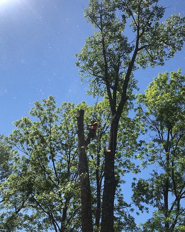 Business as usual 🔥🌳 #arblife #treework