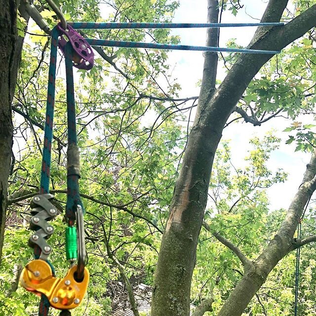 Redirects &amp; Reviews  #DMM #trees #arboristsofinstagram #climbing #treework #petzlprofessional #zigzag #movingropesystem