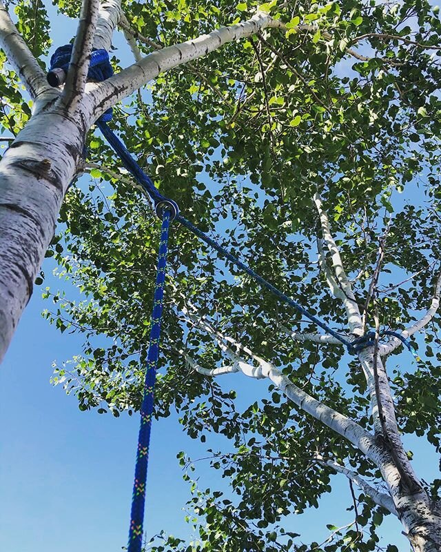 Trying out some new rigging gear, love it!  #Xrings #notch #sterlingrope #thearboriststore #treework #rigging #arblife