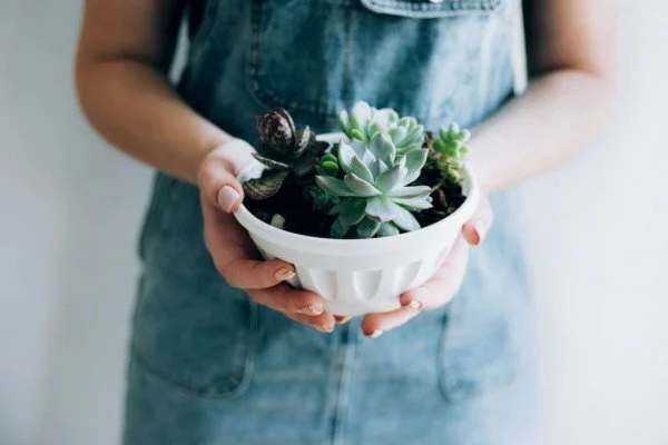 bowl of succulents.jpeg