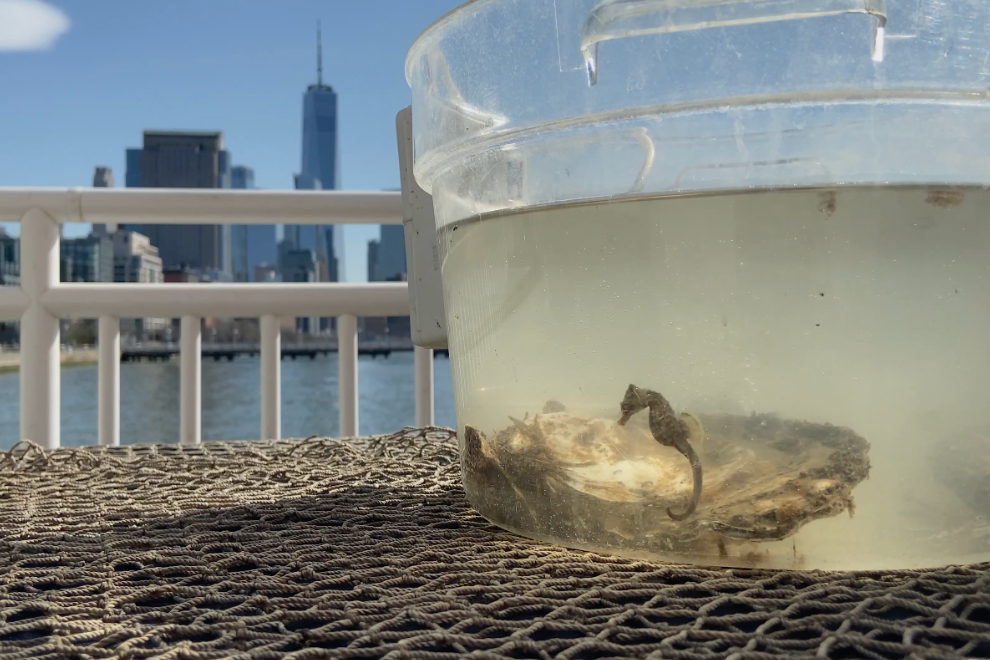 A seahorse inside a clear plastic container of water placed on a textured surface with a cityscape and river in the background.