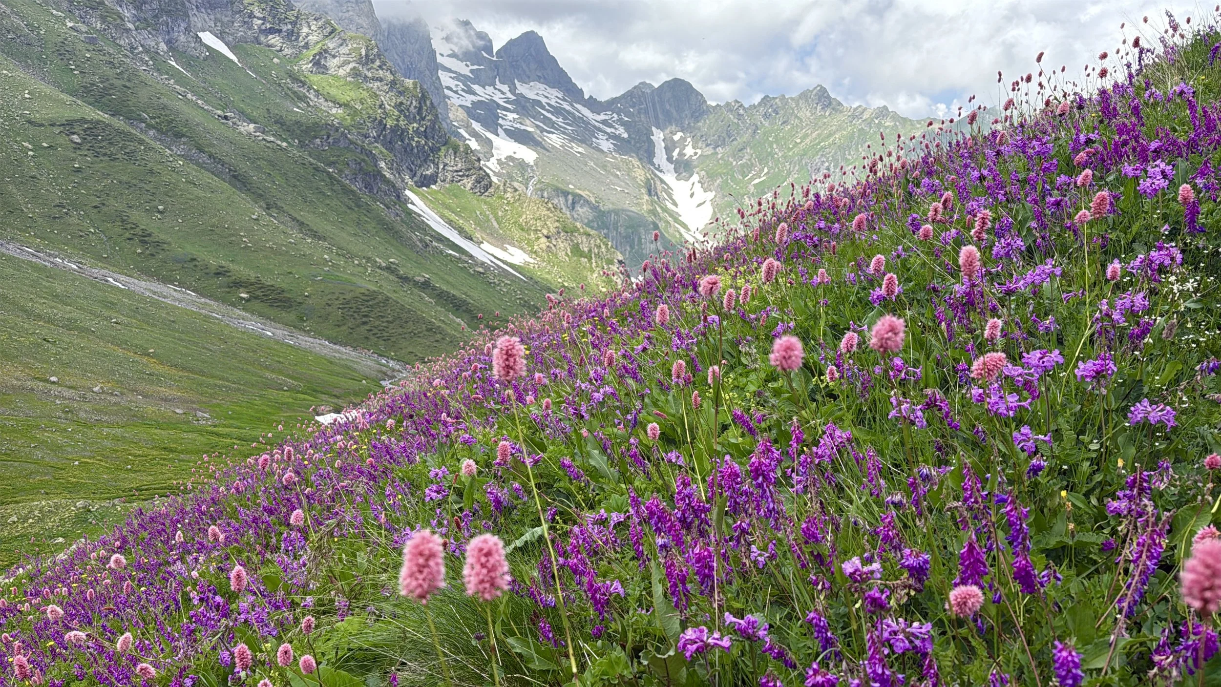 wildflowers bloom in georgian mountains