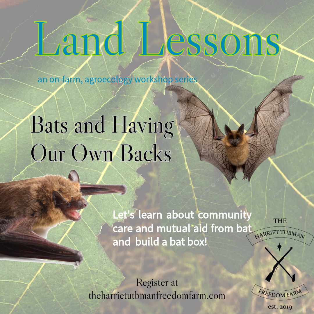 Bats and Having Our Own Backs