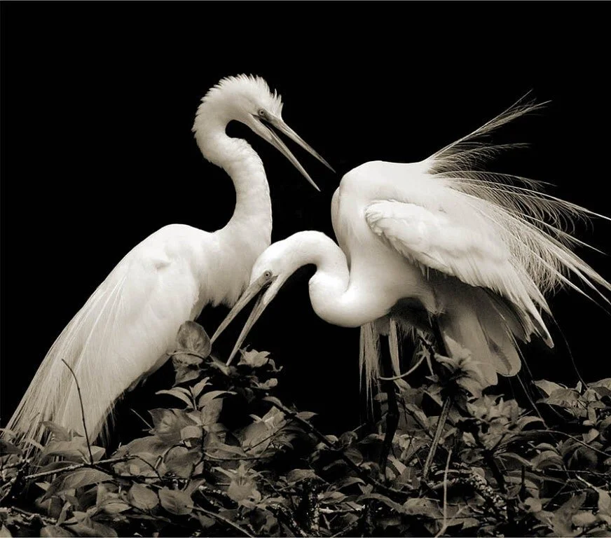 Black and White