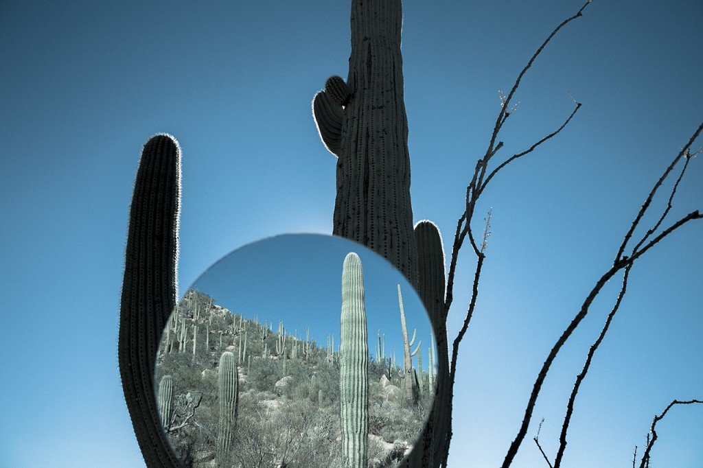 Saguaro 01