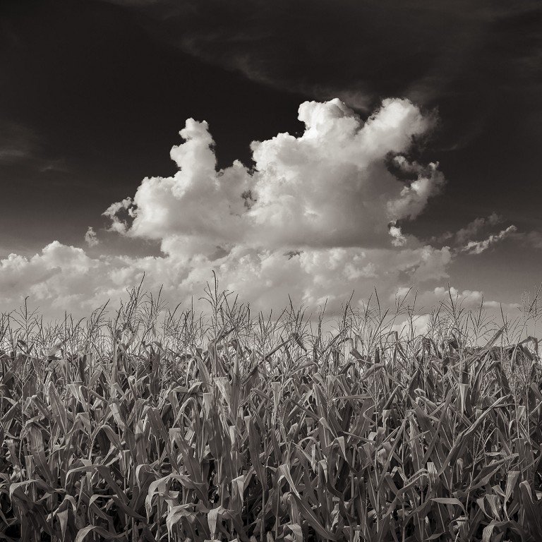 Cornfield