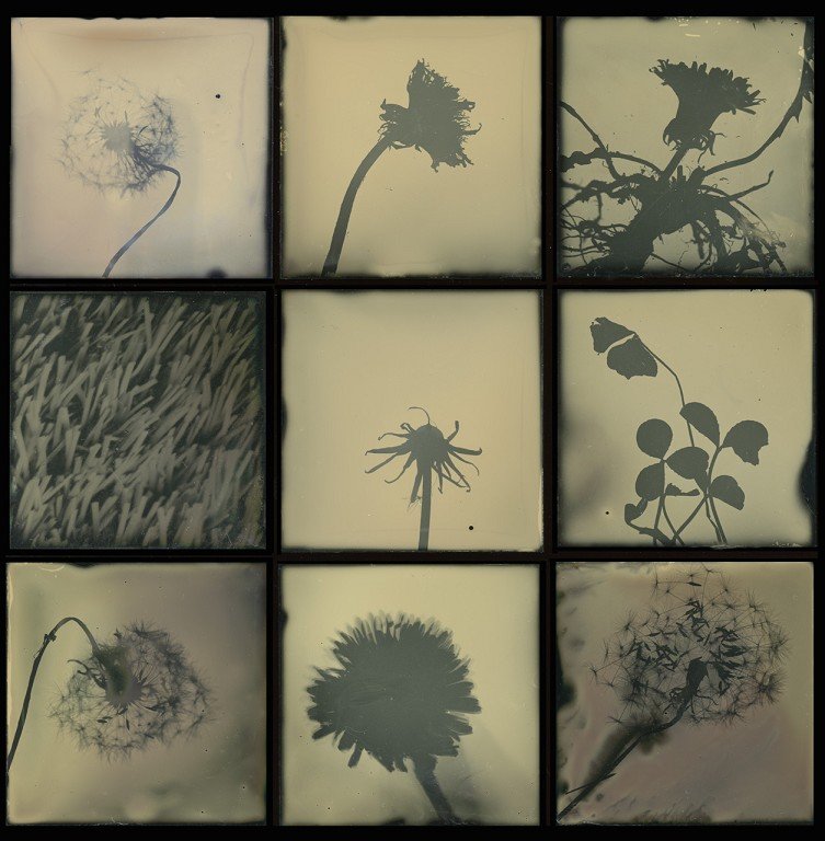  A grid of six flowers/flower silhouettes. 