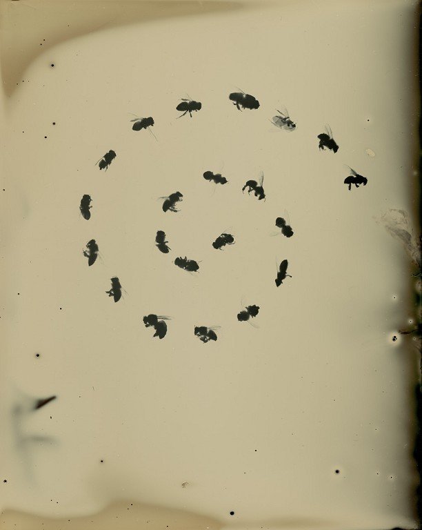  A spiral of bee silhouettes. 