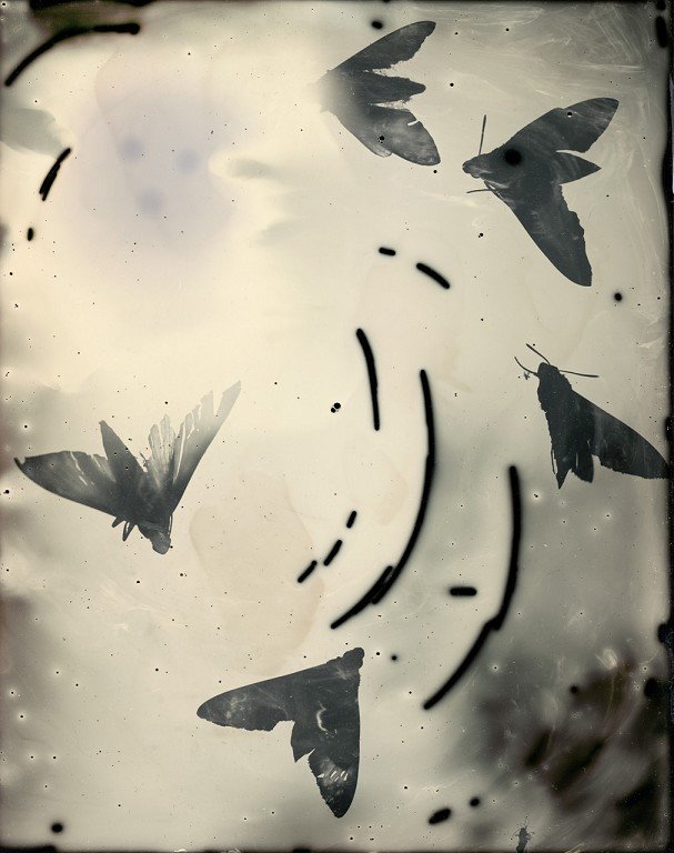  Moth silhouettes. 