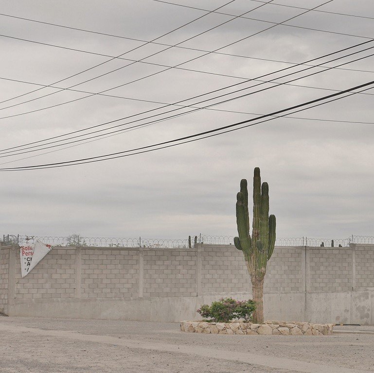  A large cactus in front of a concrete brick wall with barbed wire. 