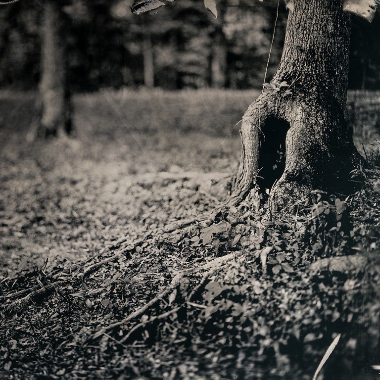  A black and white photo of a misshapen tree trunk. 