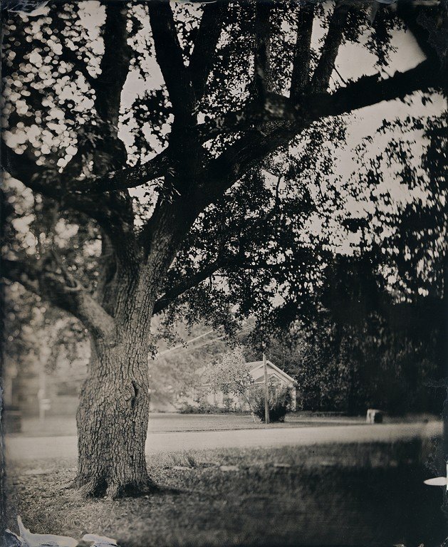  A black and white photo of a tree. 