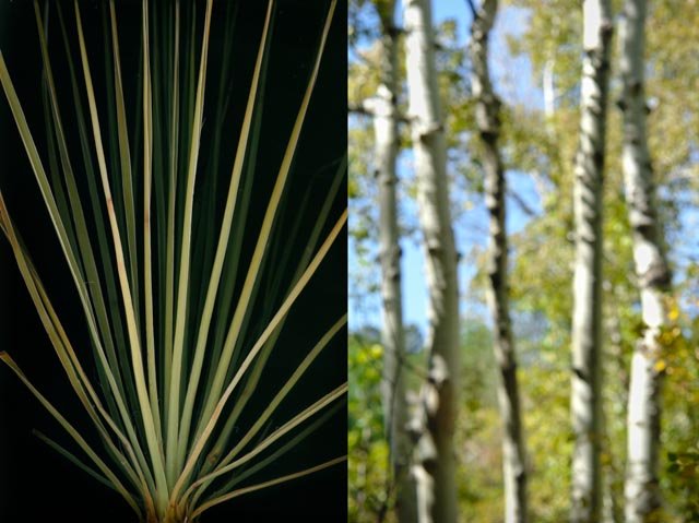Yucca and Aspens