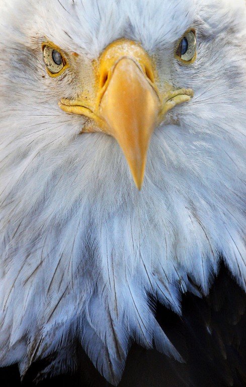 American Bald Eagle~2.jpg