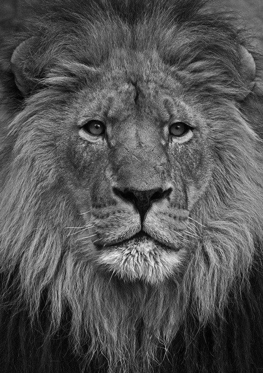 African Lion~1.jpg