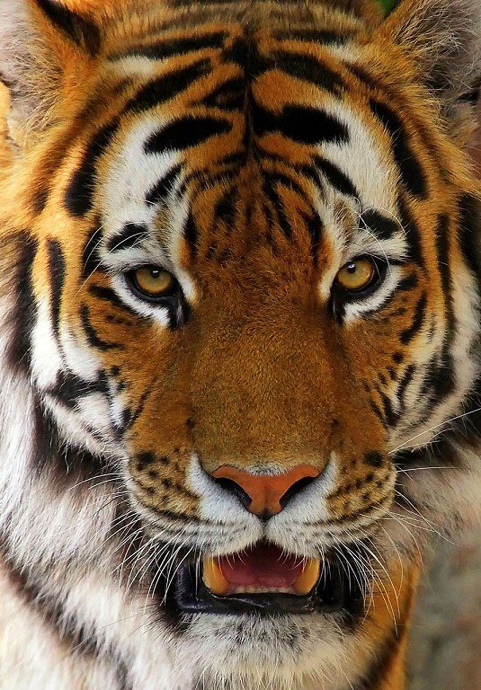 Amur Tiger~1.jpg