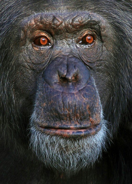 Chimpanzee~1.jpg