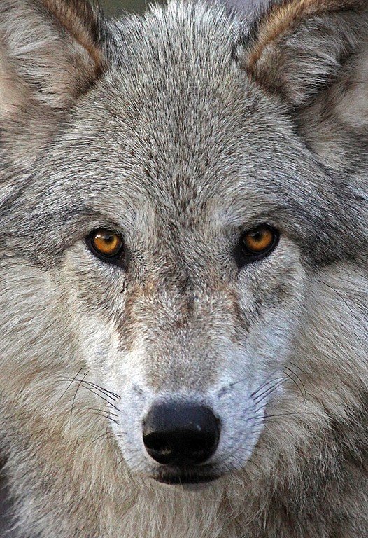 Cinnamon Gray Wolf.jpg