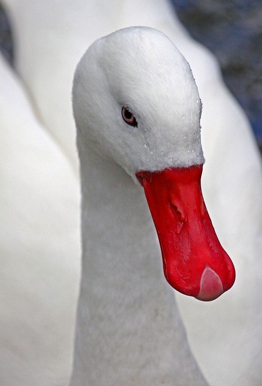 Coscoroba Swan.jpg