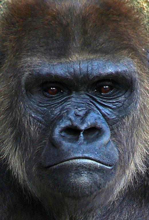 Female Gorilla.jpg