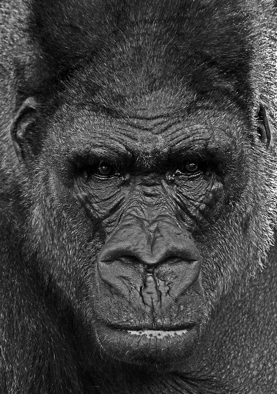 Lowland Gorilla~1.jpg