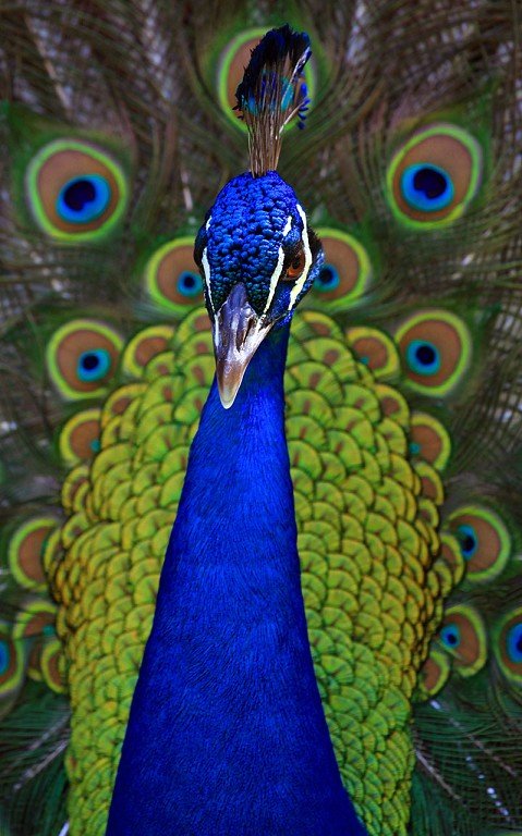 Peacock~4.jpg
