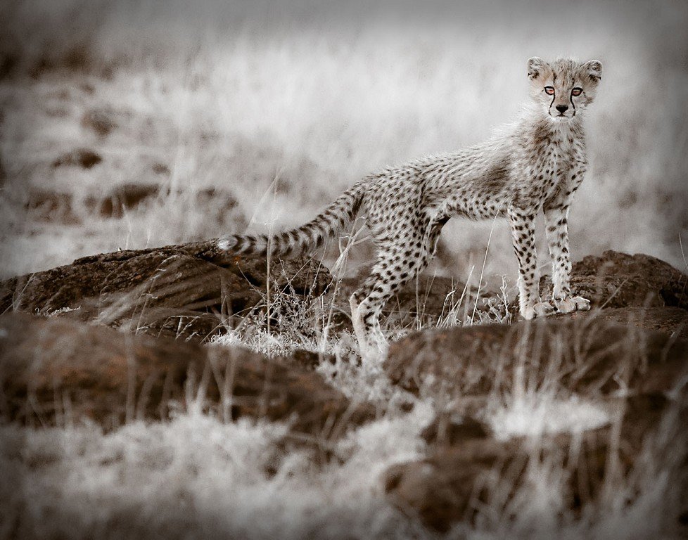 Baby Cheetah.jpg