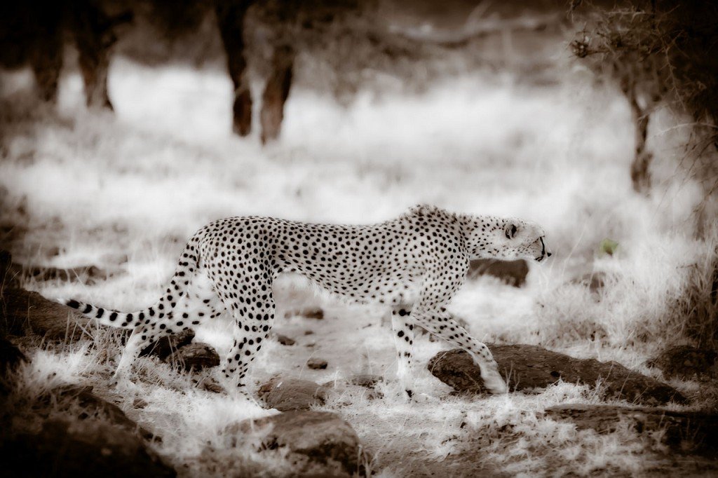 Cheetah walk.jpg