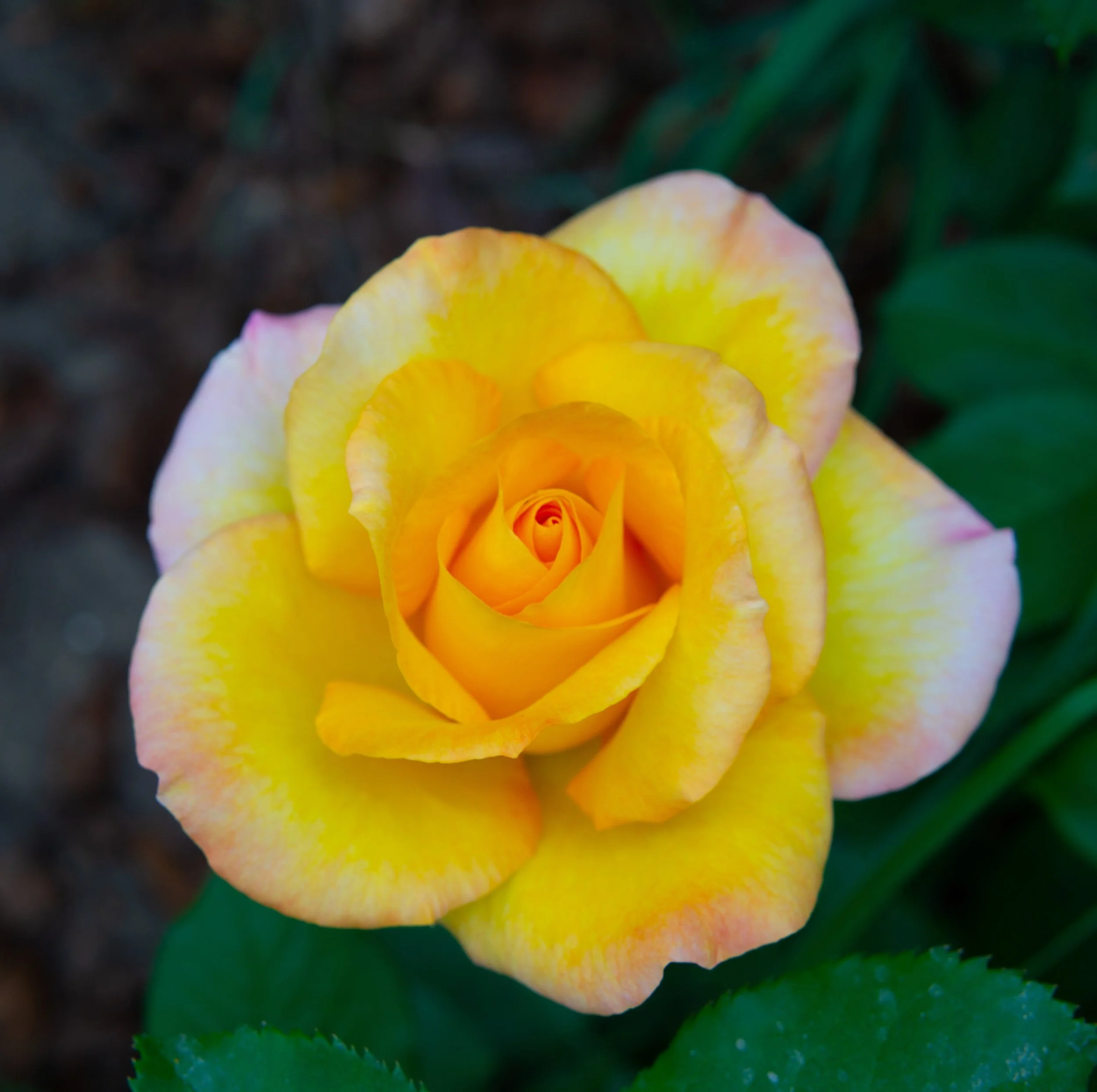 The first roses of the season 🌹✨📸 

Last year I pruned late and planted about a dozen new roses later in the season during the height of summer. Despite that, I still had spectacular blooms!

This year, however&hellip; 😛 I pruned them all carefull