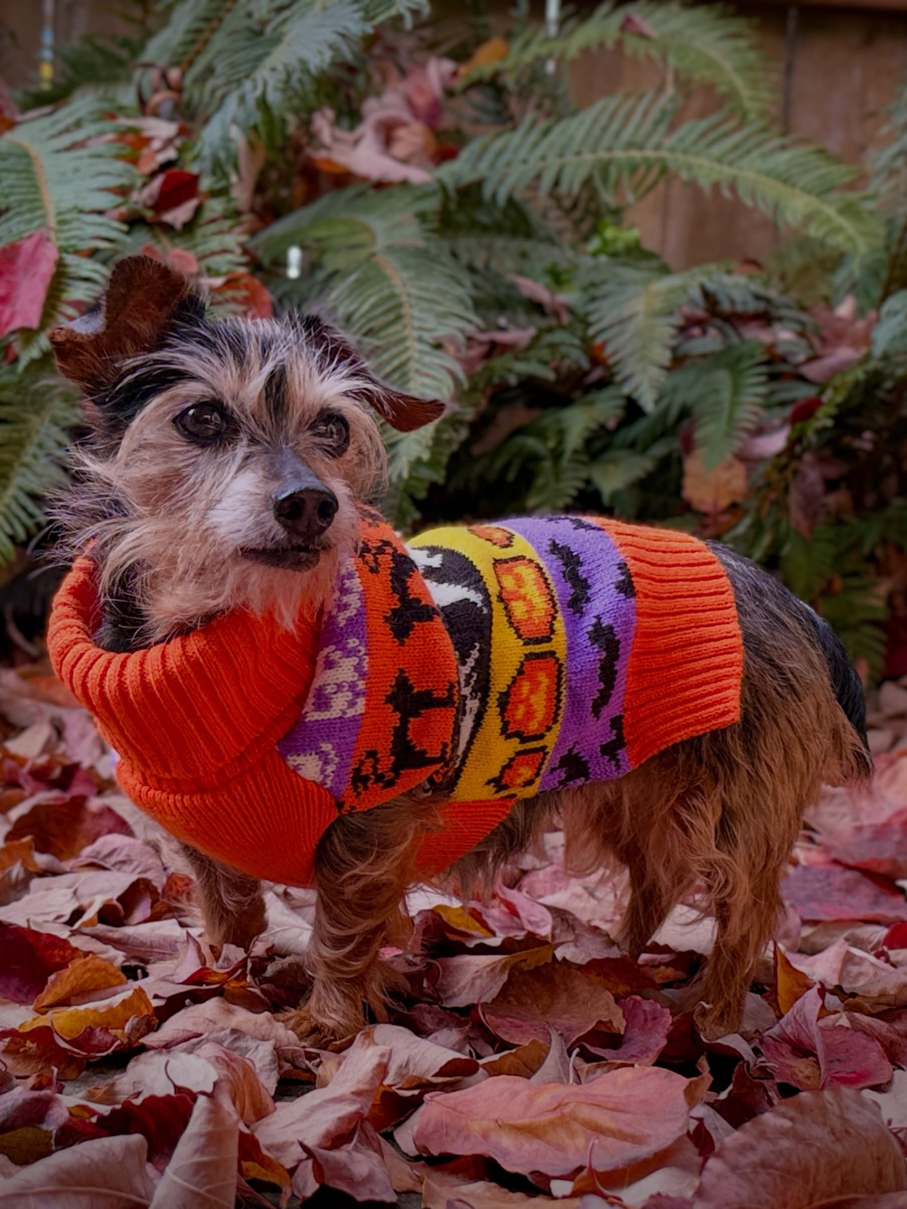 Fall moments 🍂🍁🎃