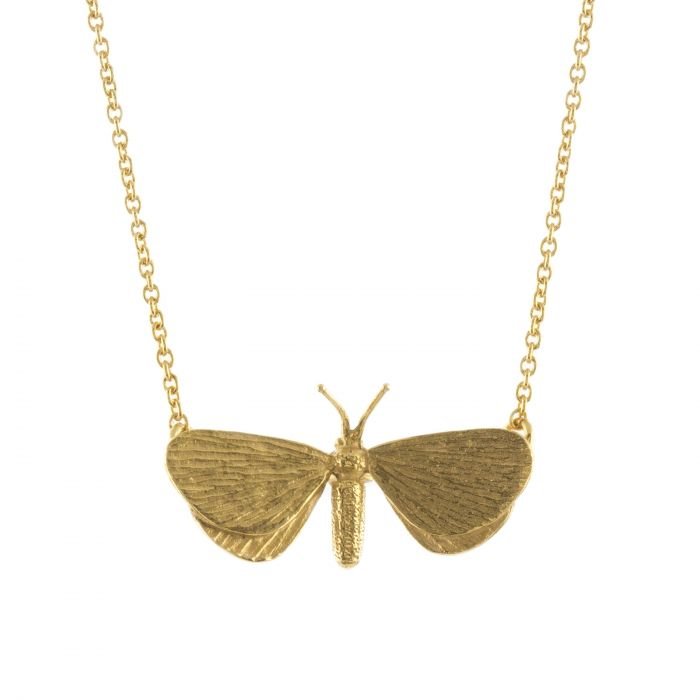AM DRAB LOOPER MOTH.jpg