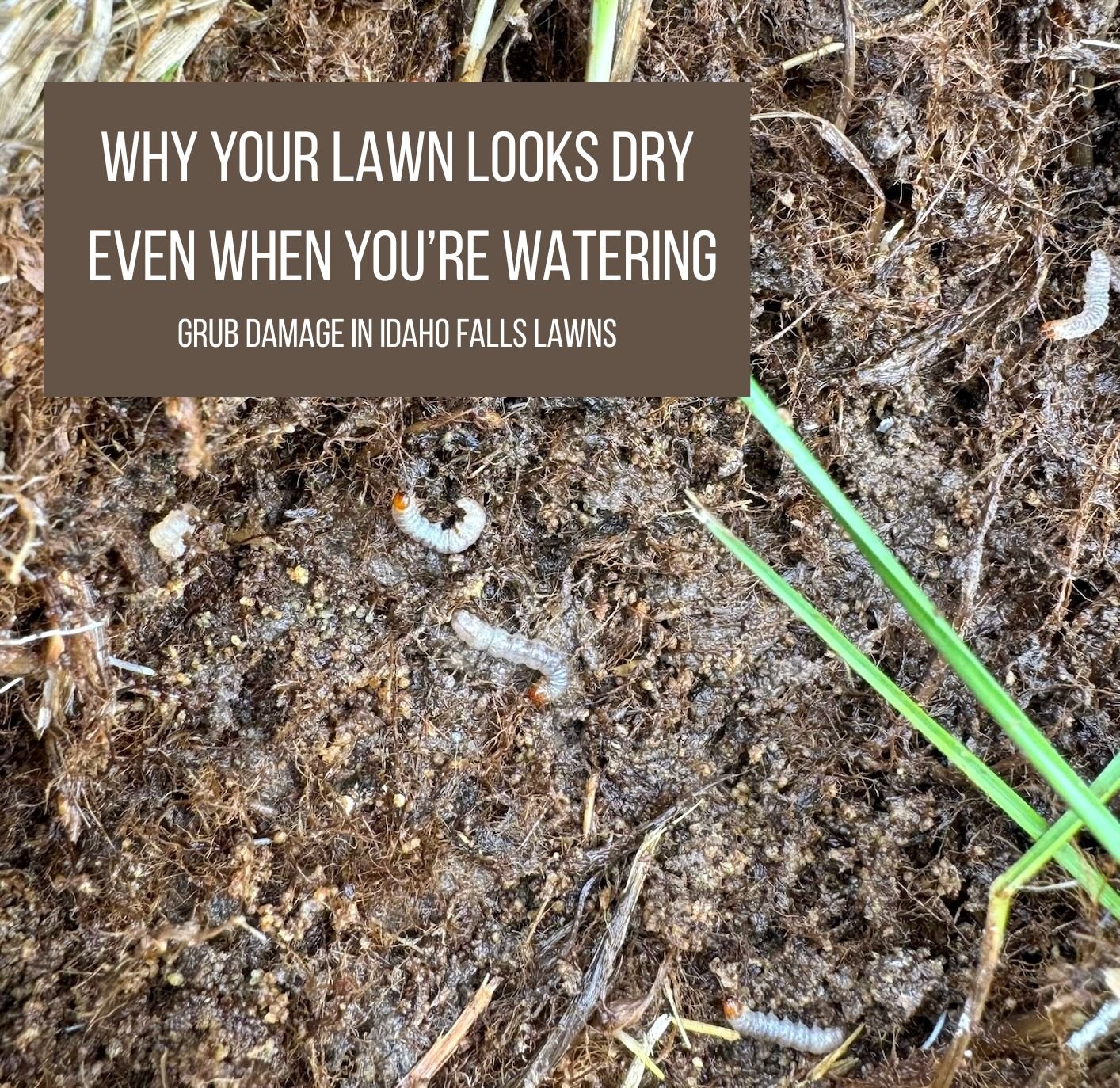 Grub Damage in Idaho Falls Lawns: Why Your Grass Looks Dry Even When You’re Watering