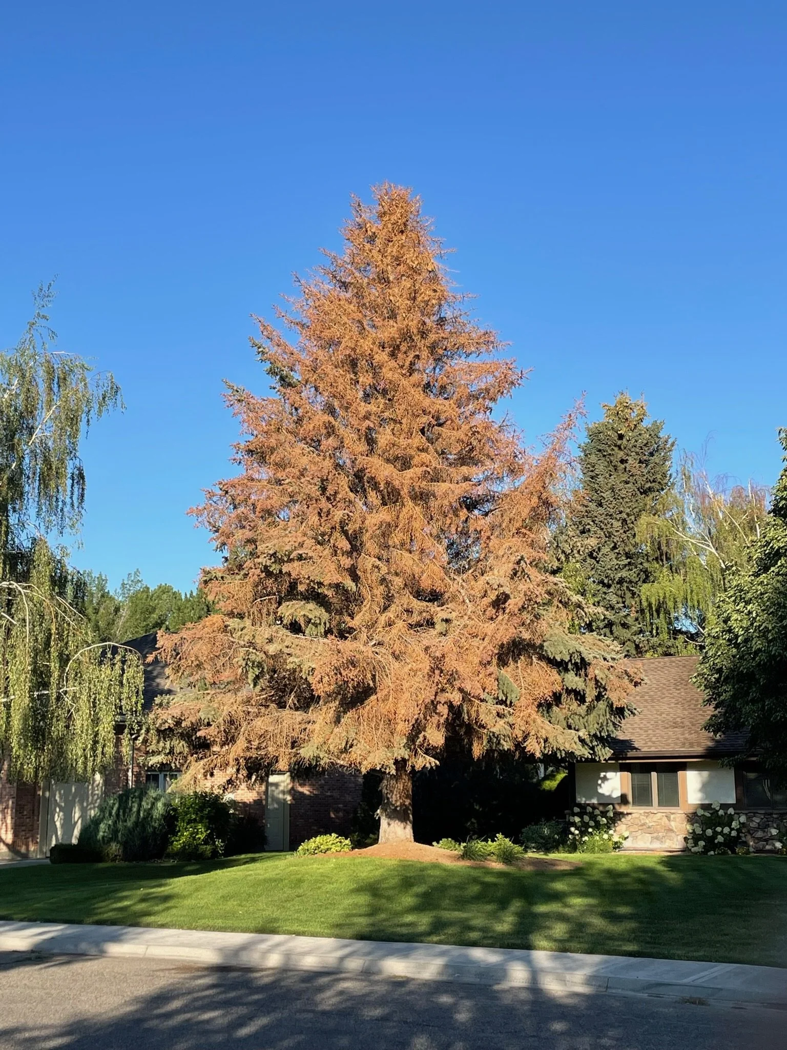 IPS Engraver Beetles on Spruce Trees in Idaho Falls &amp; Eastern Idaho