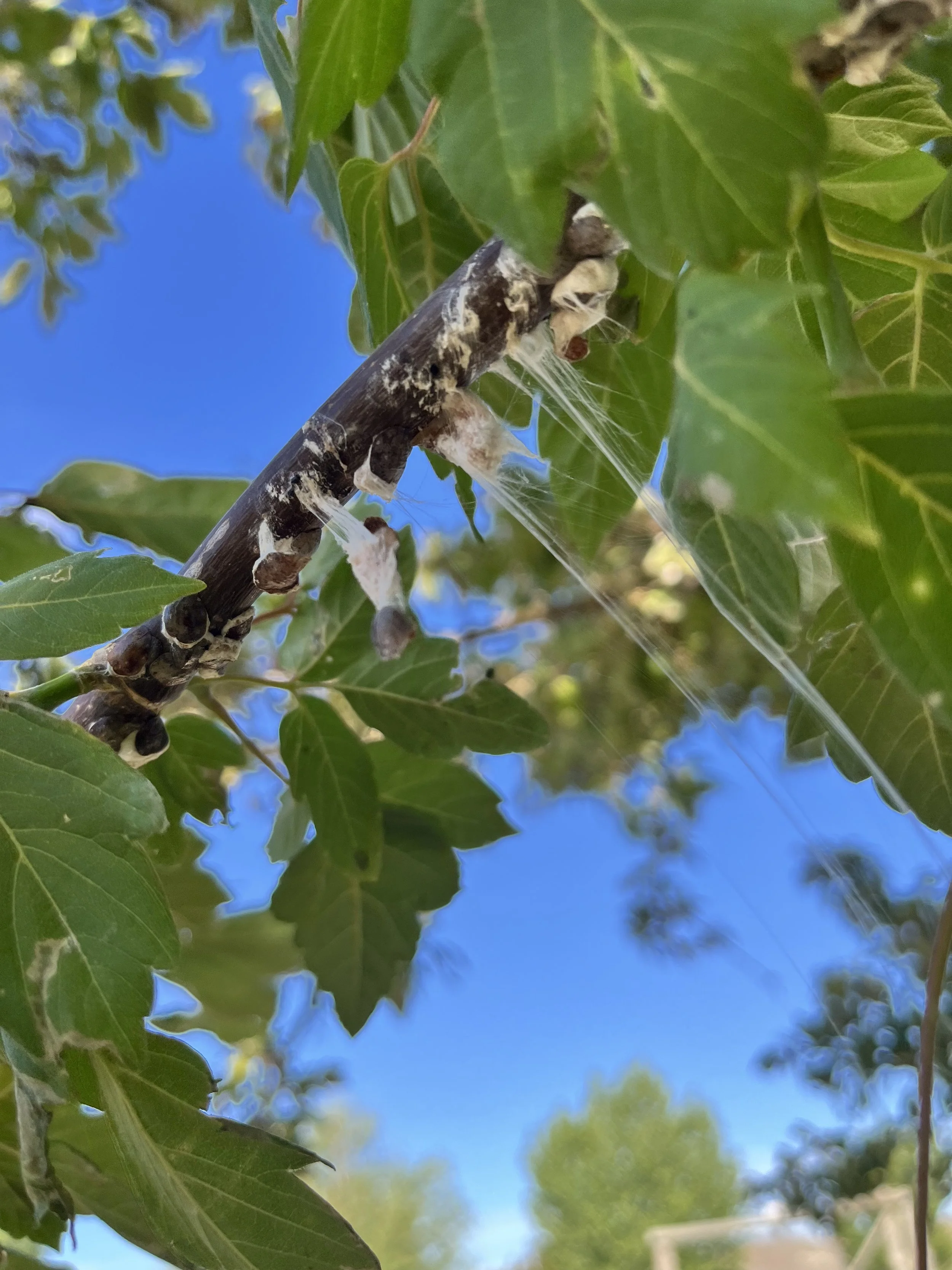 What Are Those White Cotton Balls Hanging From My Maple Tree?