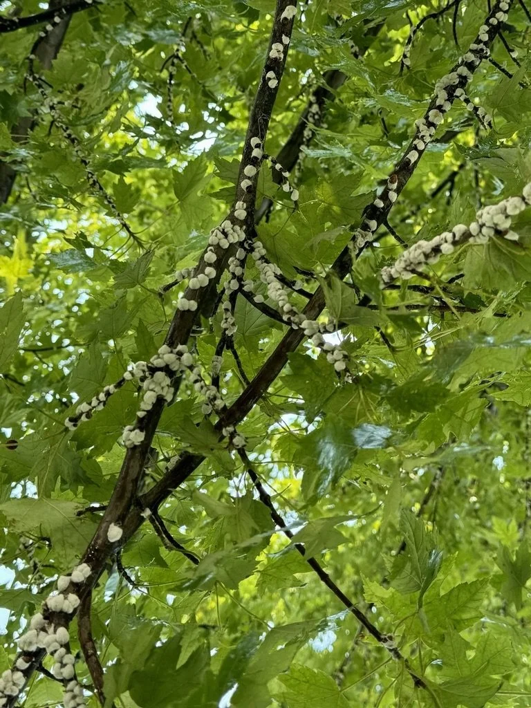 Cottony Maple Scale Infestation