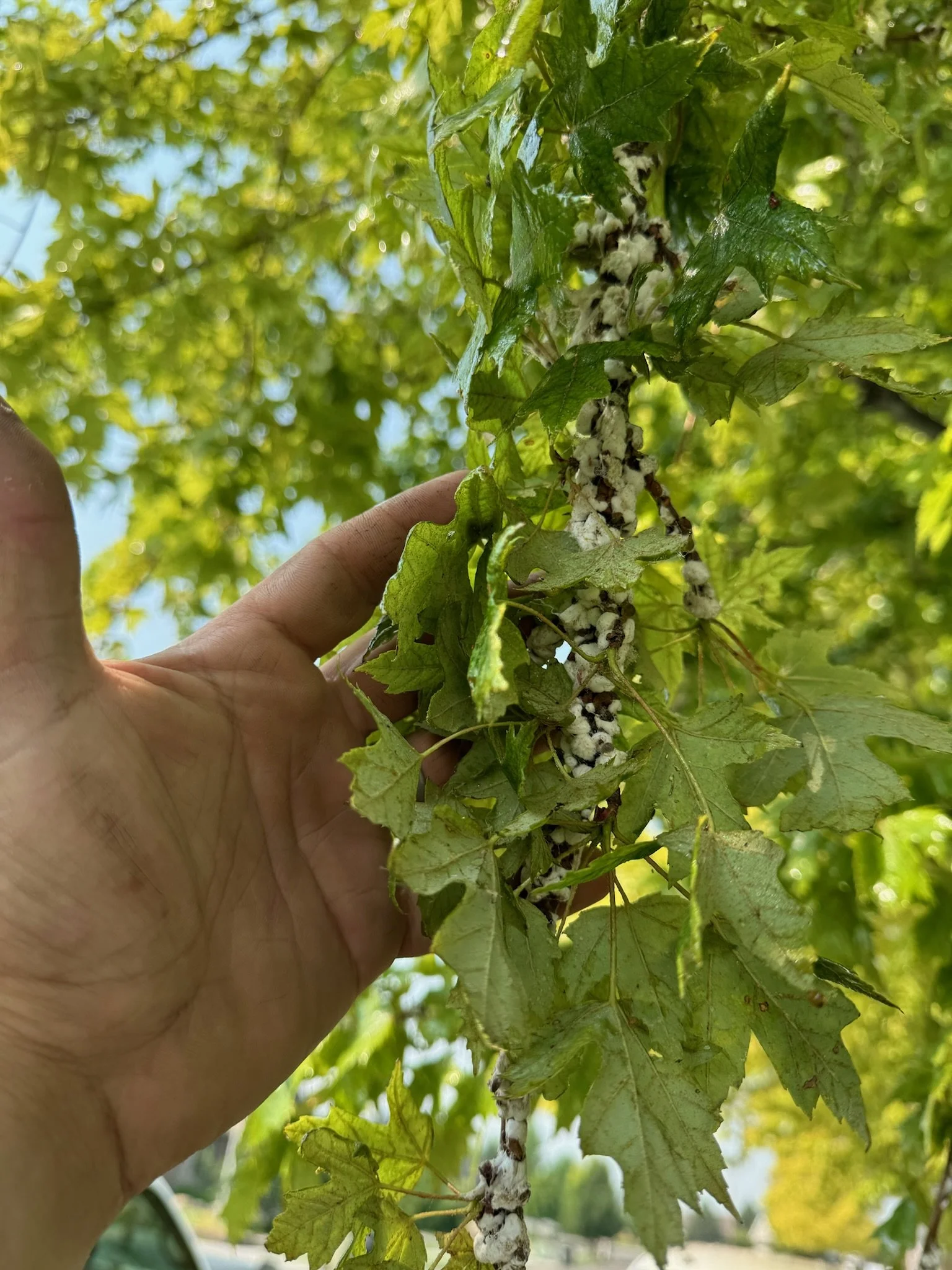 Severe Cottony Maple Scale Population