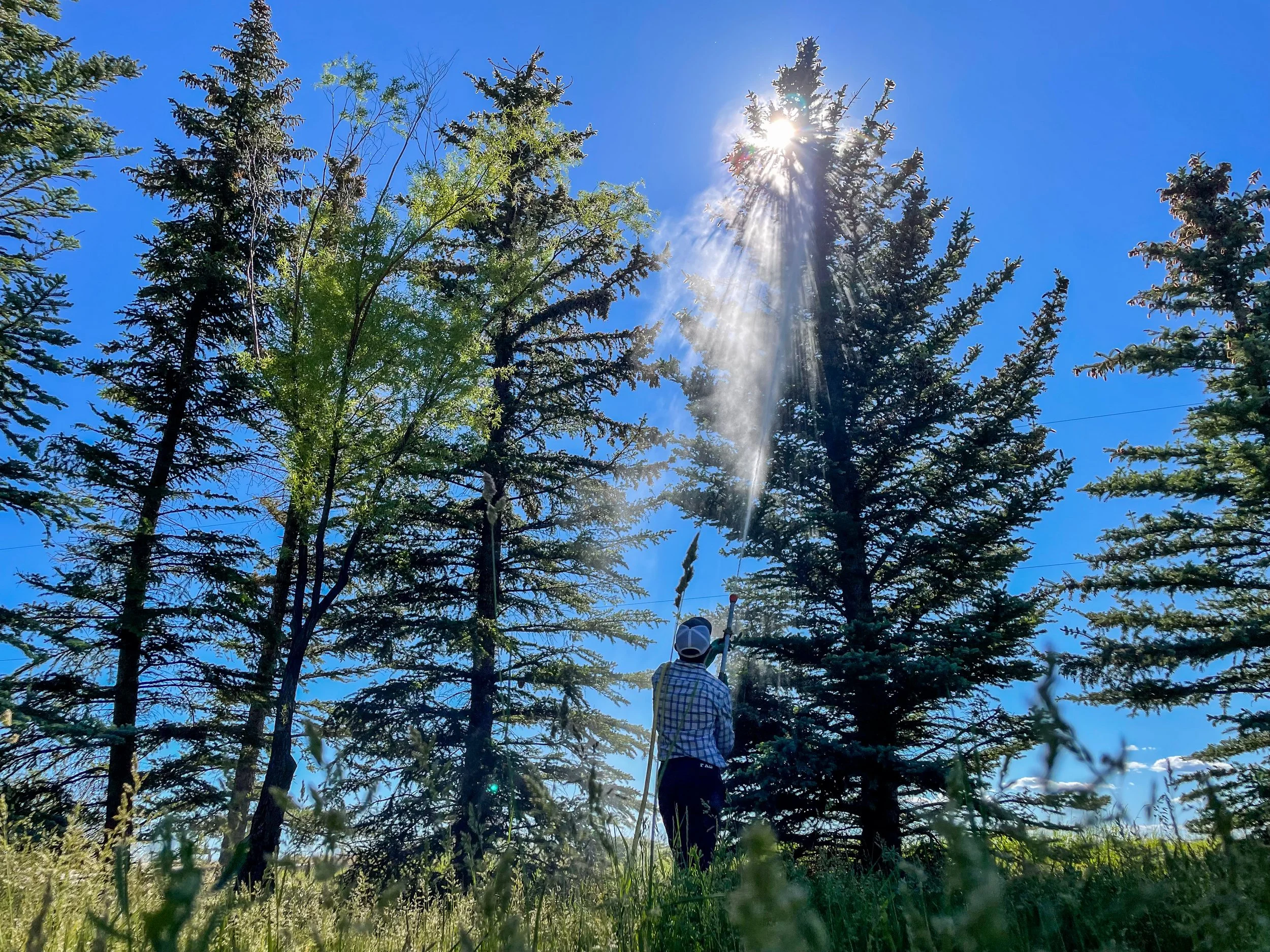Tree Spraying, Tree Insects, Borer, Ash Borer, Birch Borer, Ips Beetle, Pine Scale, Bark, Tree Services, Tree Insecticide, Tree Injections